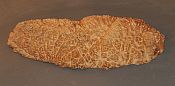 Red Mallee burl- showing bottom of vessel